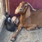 Mavis and her babies