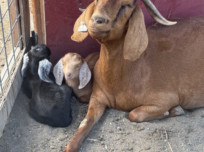 Mavis and her babies