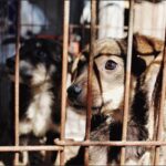 Puppies behind bars